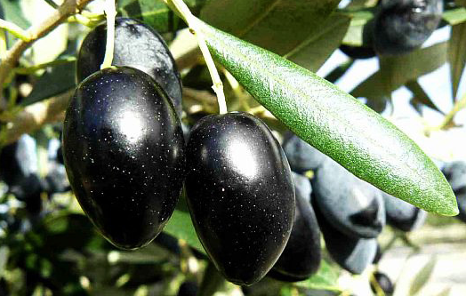 wickham olive grove